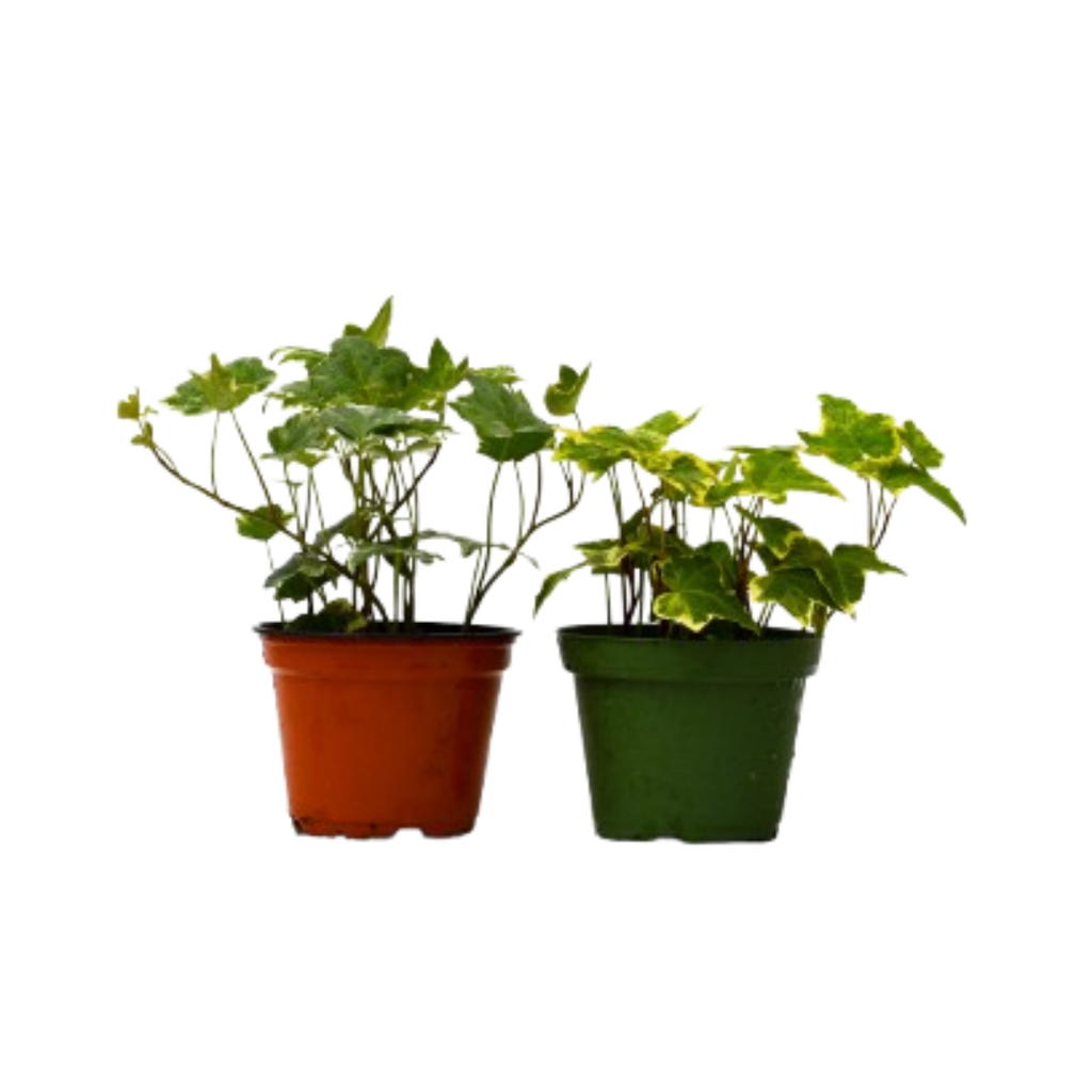 2 English Ivy Variety Pack - 4" Pot