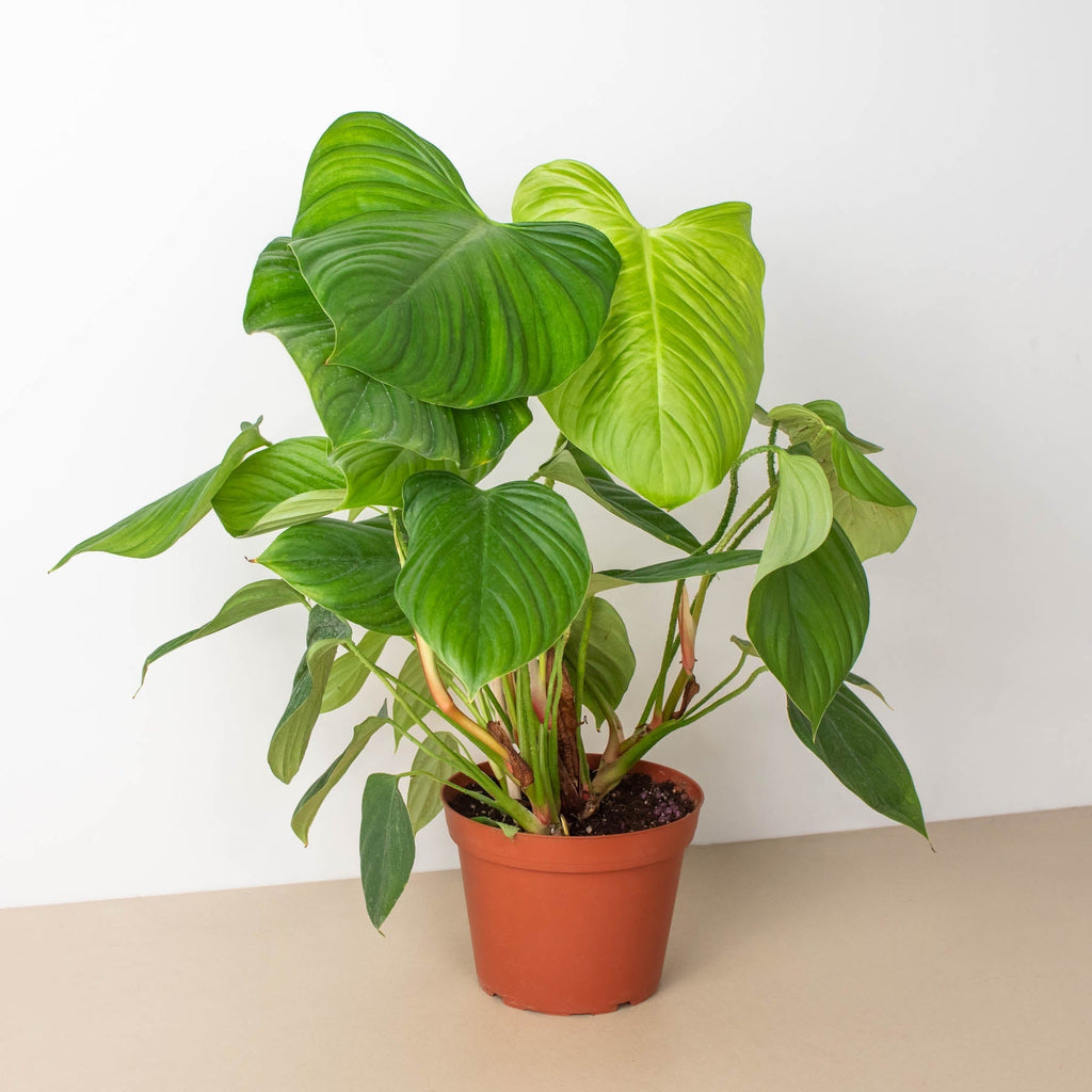 2 Syngonium Variety (Arrowhead Plant) / 4" Pot / Live Plant