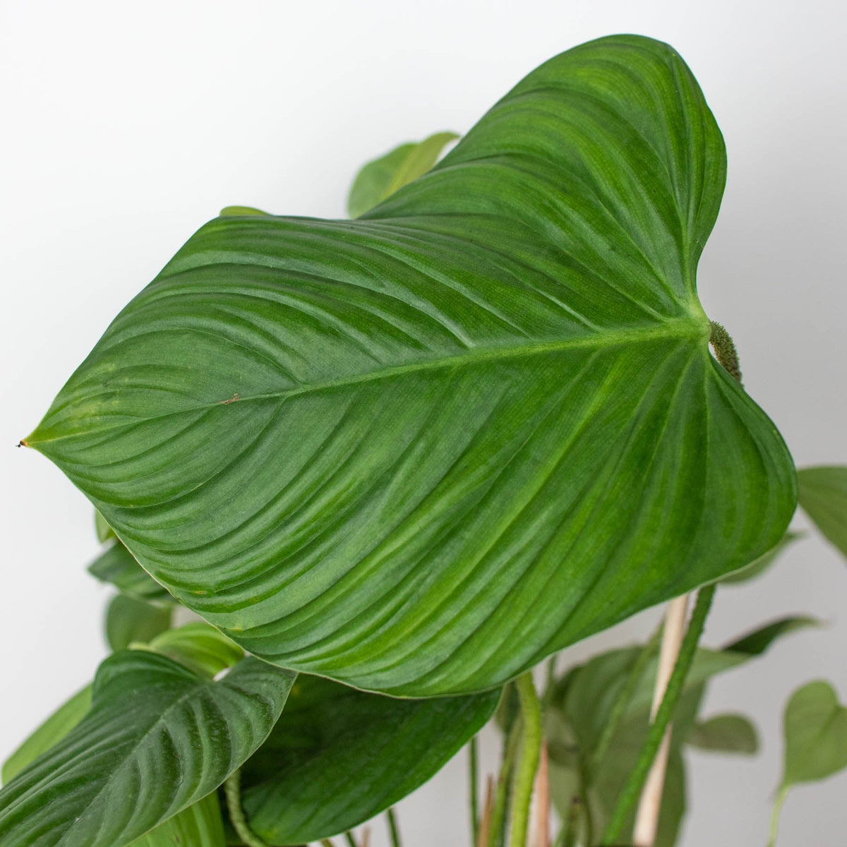 2 Syngonium Variety (Arrowhead Plant) / 4" Pot / Live Plant